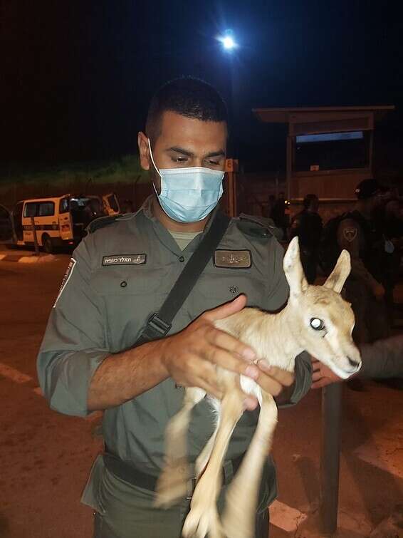 העפור נמצא על ידי לוחמי מג"ב // צילום: דוברות משמר הגבול